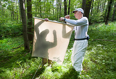 A professor uses a white sheet to collect ticks in the woods