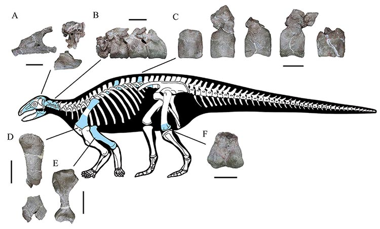 Diagram showing recovered bone fragments and where they would appear on a rendering of the dinosaur