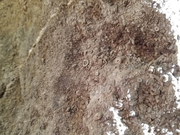 fossils embedded within a stone surface