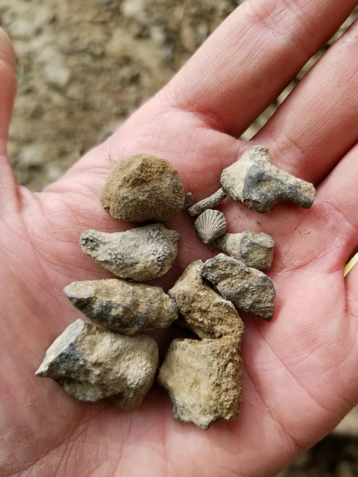 a hand holding various fossils