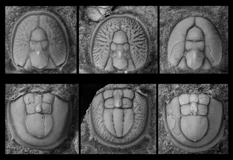 Microscope images of trilobite fossil parts.