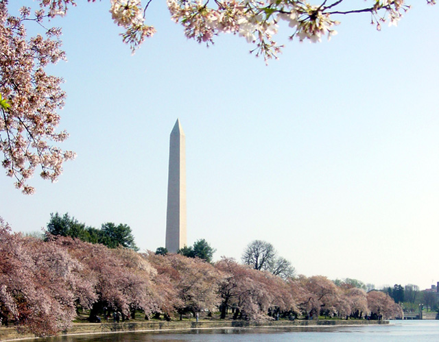 Washington Cherry Blossoms