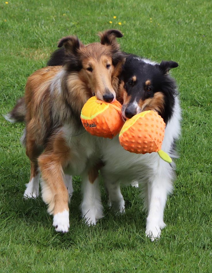 A picture of two collie dogs playing and running in a field of green grass