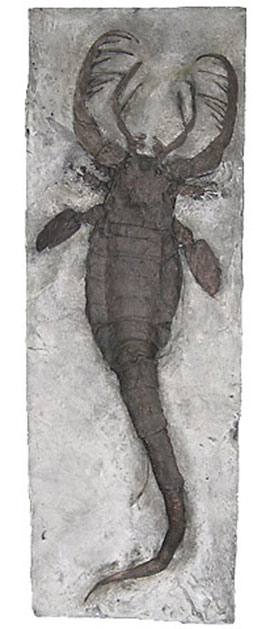 Mixopterus, a giant Eurypterid or sea scorpion, was an early Paleozoic sea creature