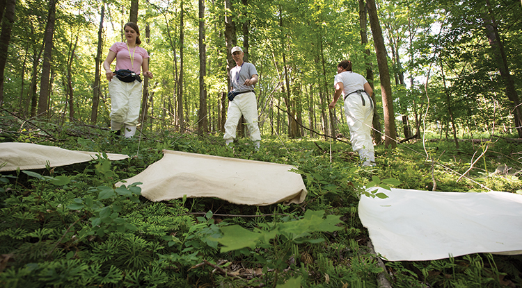 people in a forest sweeping for ticks