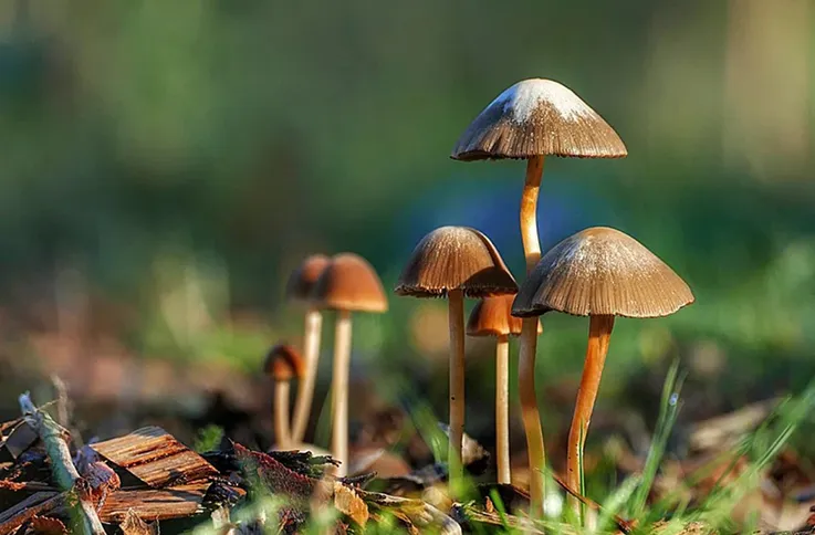 mushrooms growing in nature